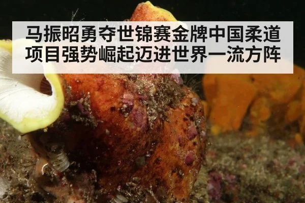 马振昭勇夺世锦赛金牌中国柔道项目强势崛起迈进世界一流方阵